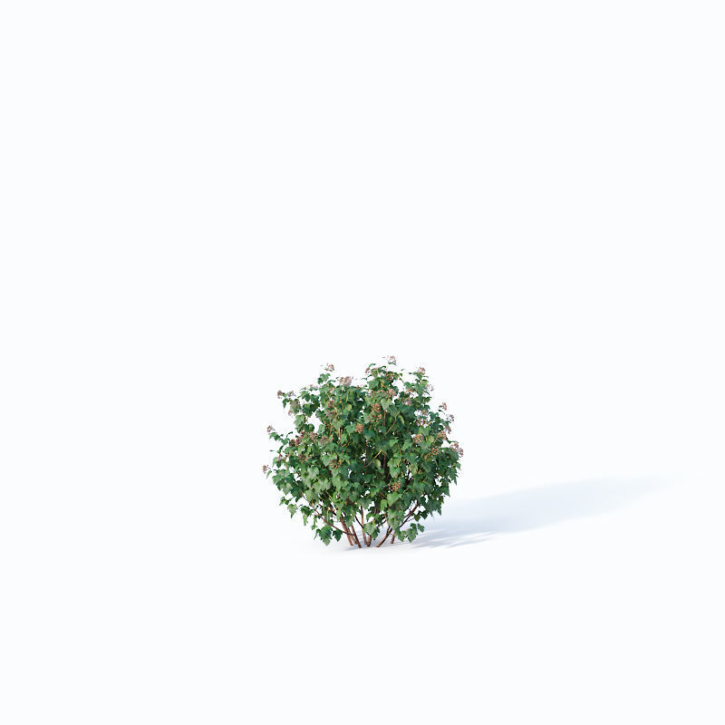 Physocarpus Opulifolius Nr1 Five sizes H80-260 cm 3D model_7