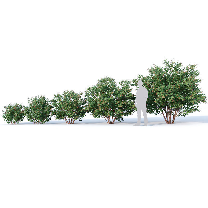 Physocarpus Opulifolius Nr1 Five sizes H80-260 cm 3D model_2