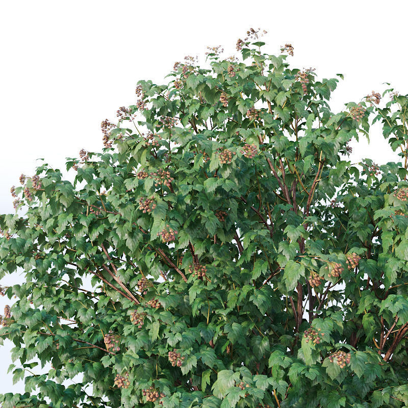 Physocarpus Opulifolius Nr1 Five sizes H80-260 cm 3D model_1