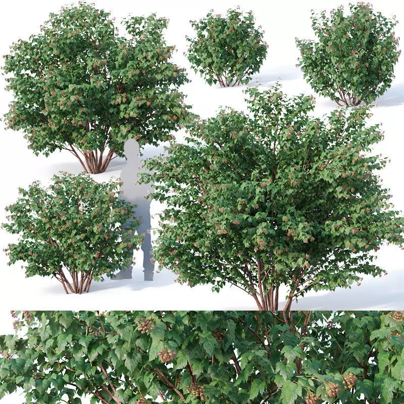 Physocarpus Opulifolius Nr1 Five sizes H80-260 cm 3D model_0