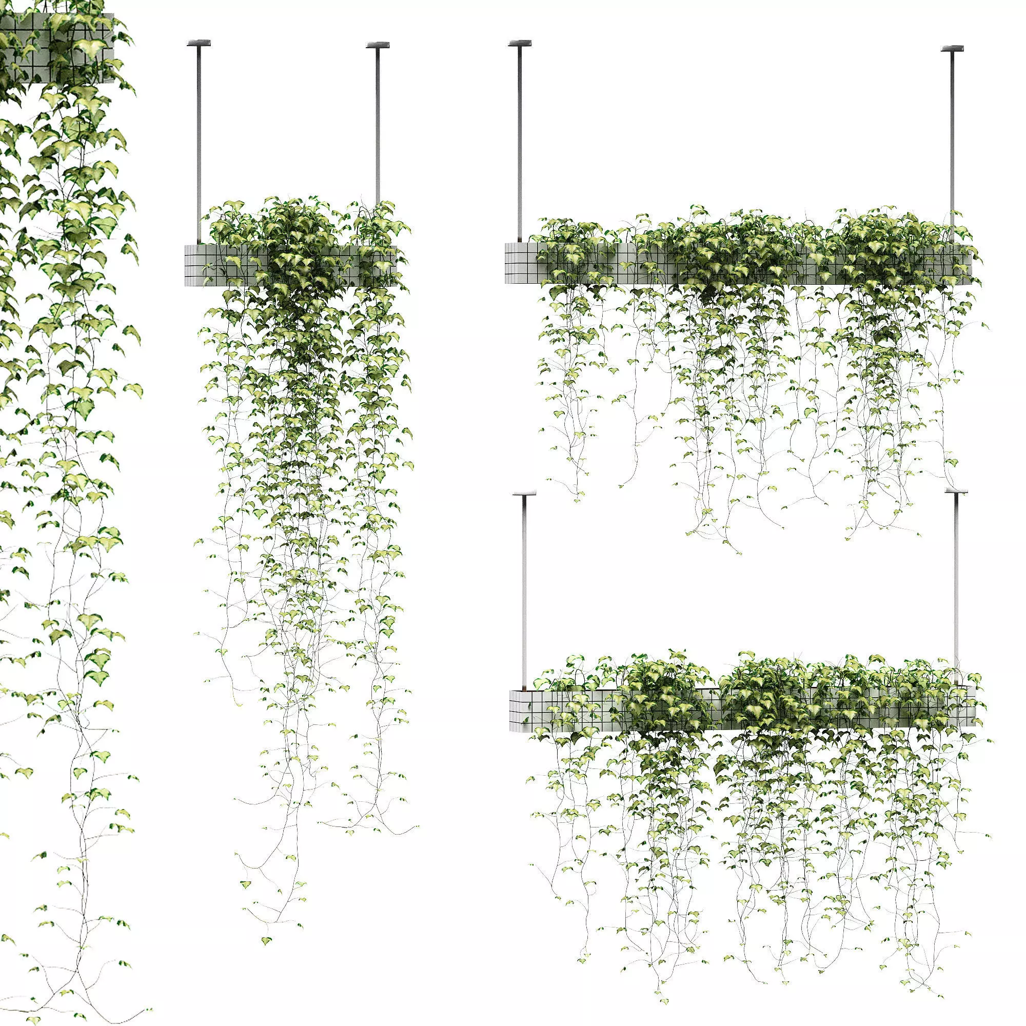 Ivy in hanging pots - 3 models 3D model_0