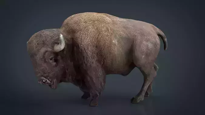 American bison Low-poly 3D model