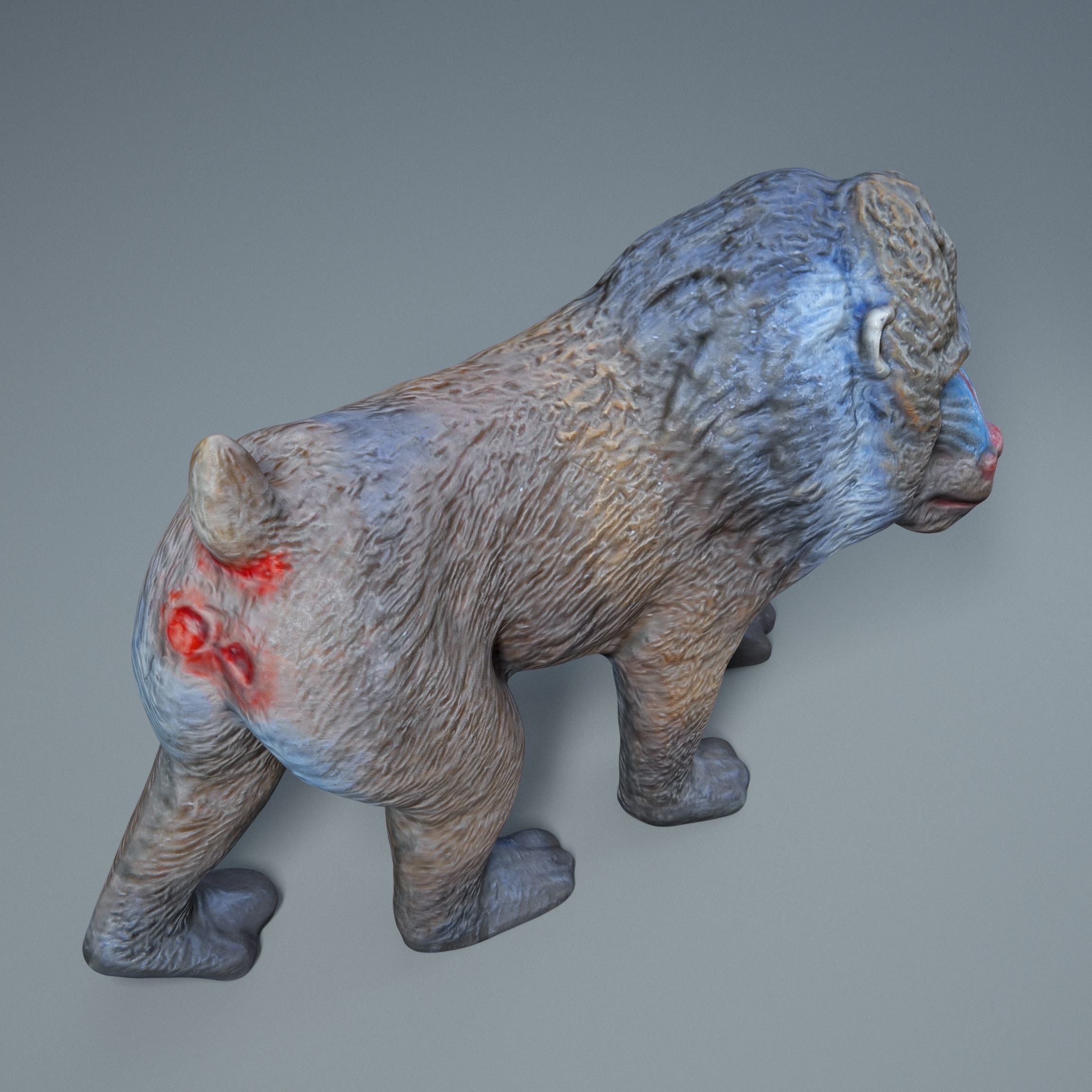 Mandrill baboon 3D model_5