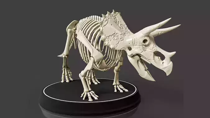 Triceratops Skeleton - Realistic Prehistoric Fossil 3D model
