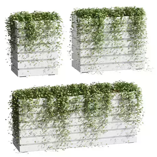 Ivy in tubs - 3 models 3D model