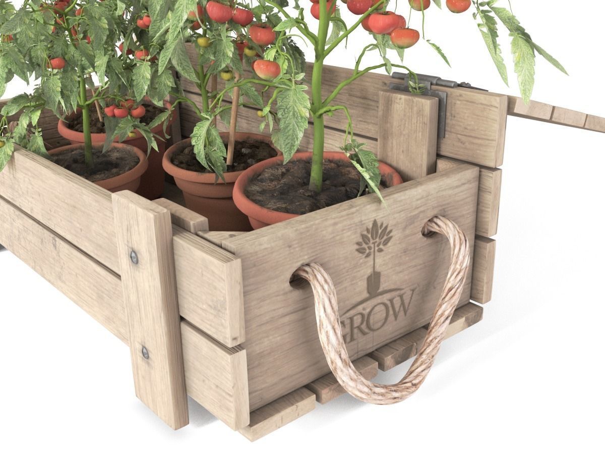 Tomato Plants in Wooden Crate 3D model_4