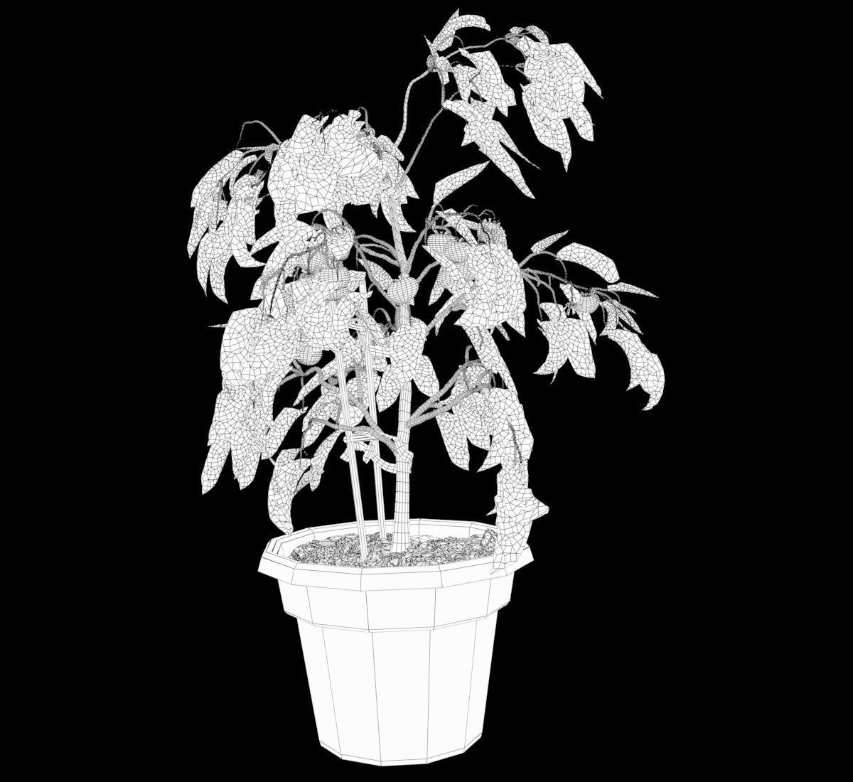 Tomato Plants in Wooden Crate 3D model_9