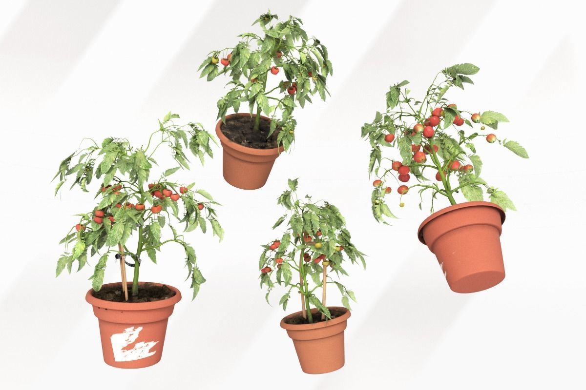 Tomato Plants in Wooden Crate 3D model_5