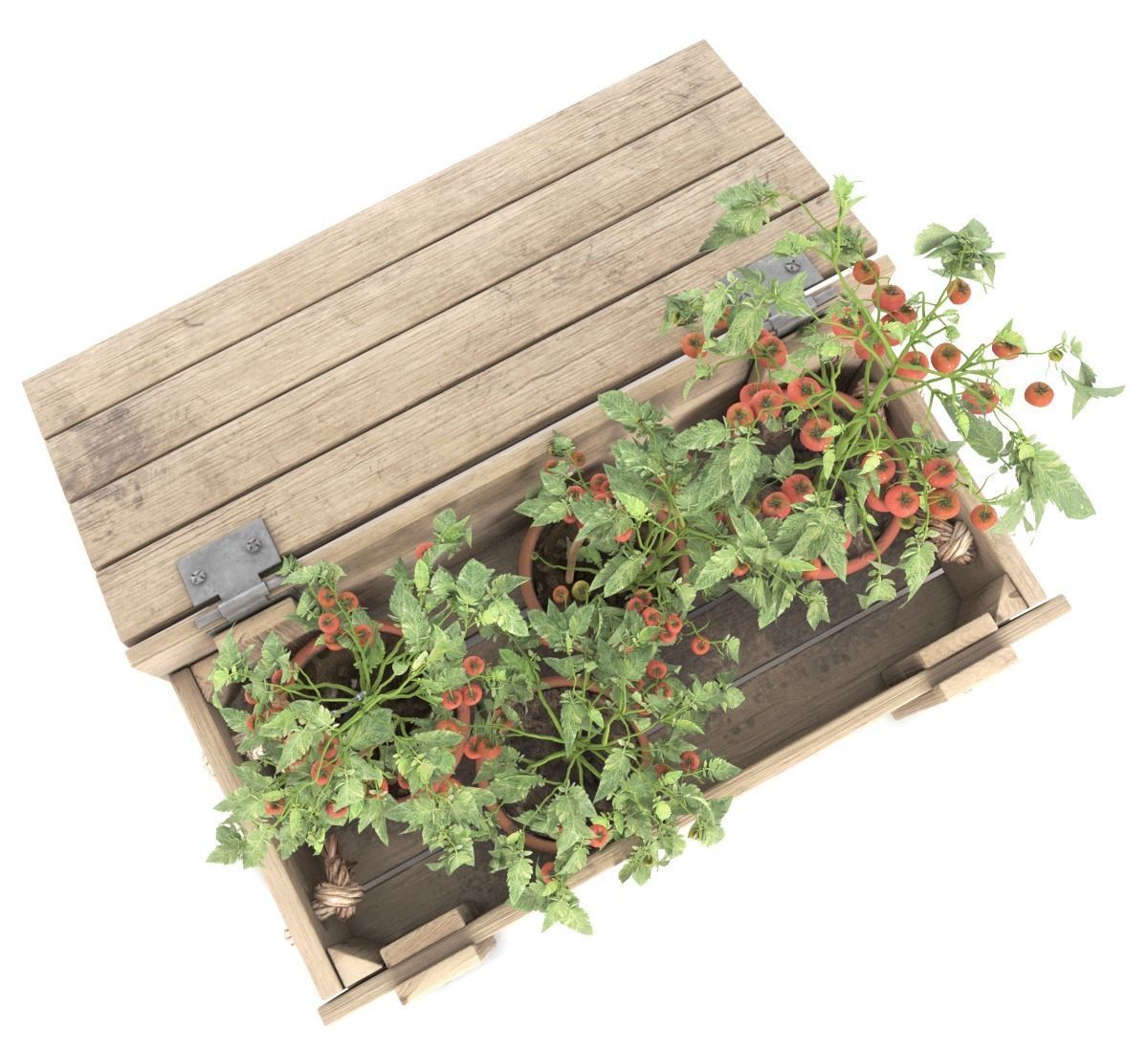 Tomato Plants in Wooden Crate 3D model_3