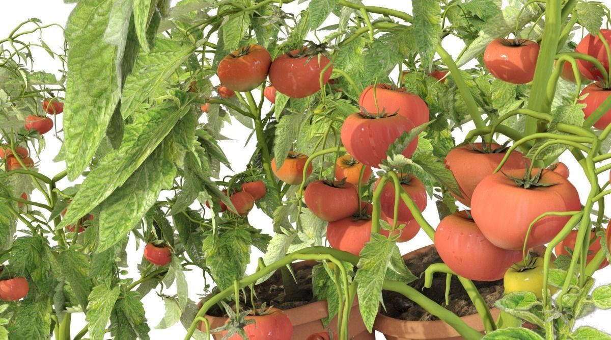 Tomato Plants in Wooden Crate 3D model_7