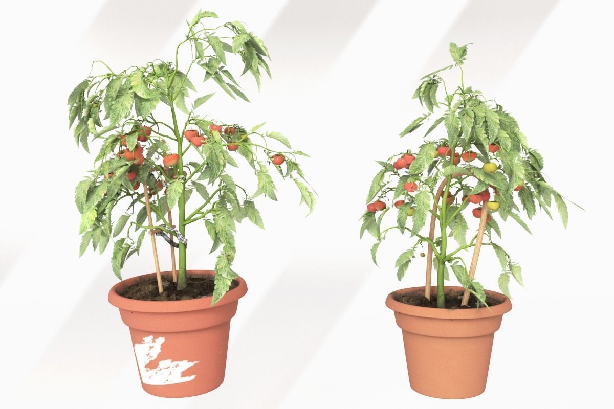 Tomato Plants in Wooden Crate 3D model_6