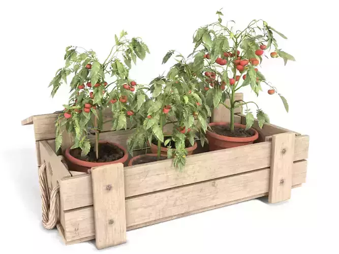 Tomato Plants in Wooden Crate 3D model