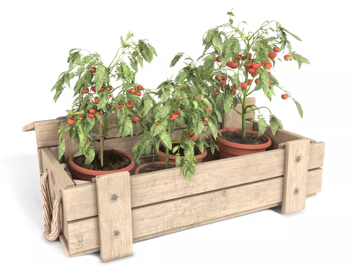 Tomato Plants in Wooden Crate 3D model_0