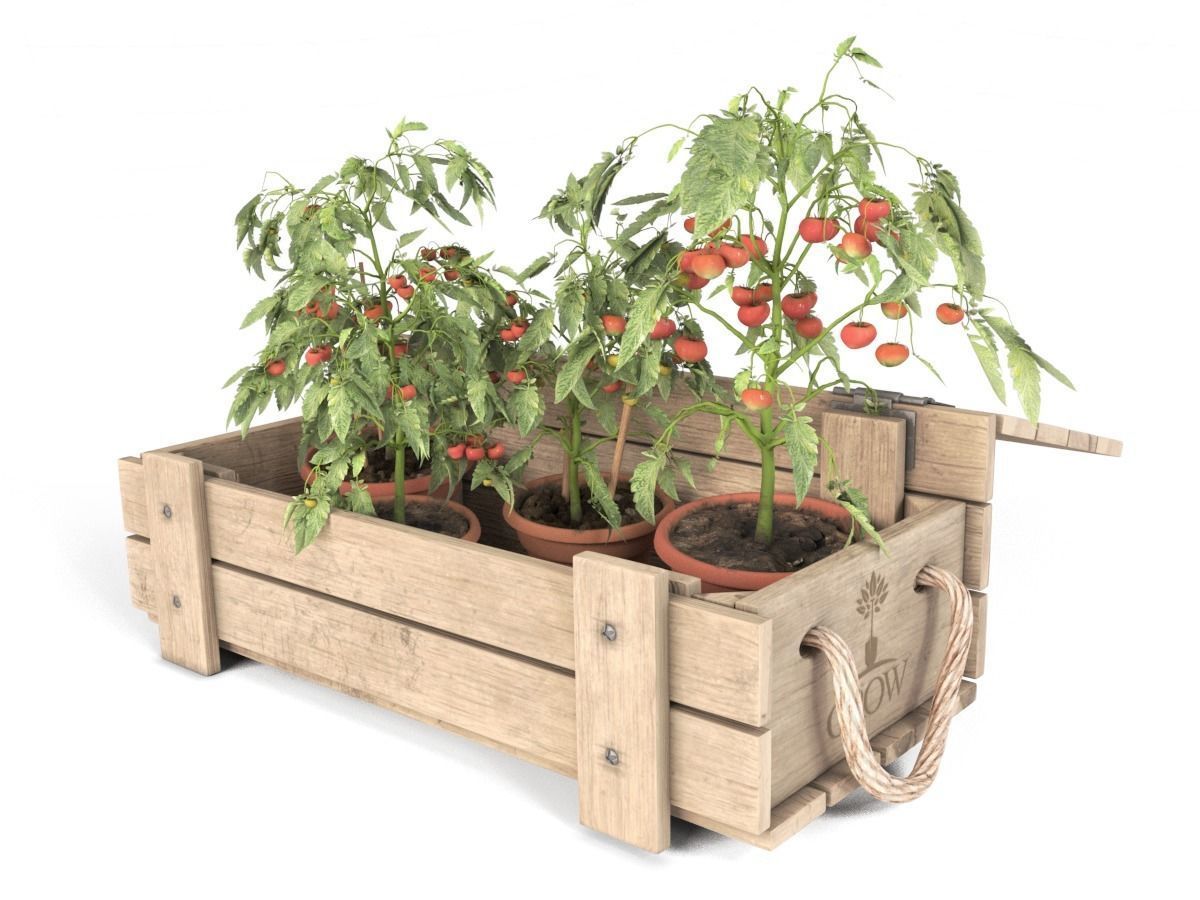 Tomato Plants in Wooden Crate 3D model_1