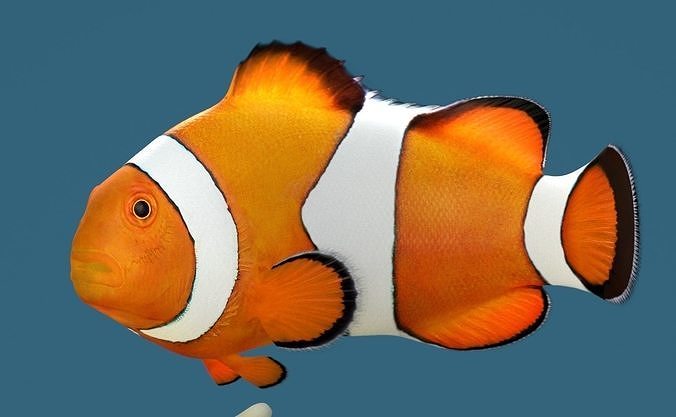 Clownfish fish
