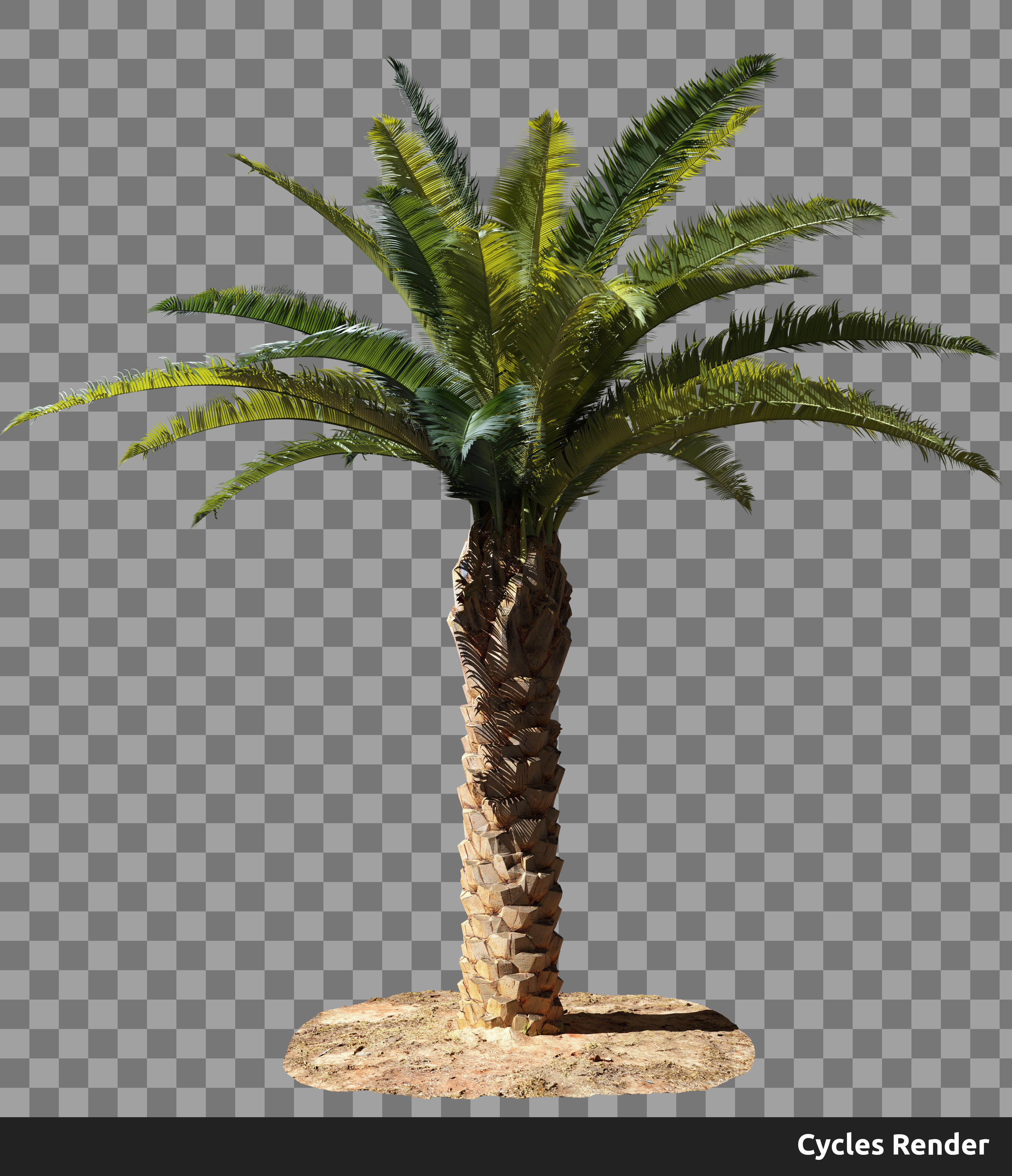 Phoenix Palm tree - variant01 - photoscan Low-poly 3D model_2