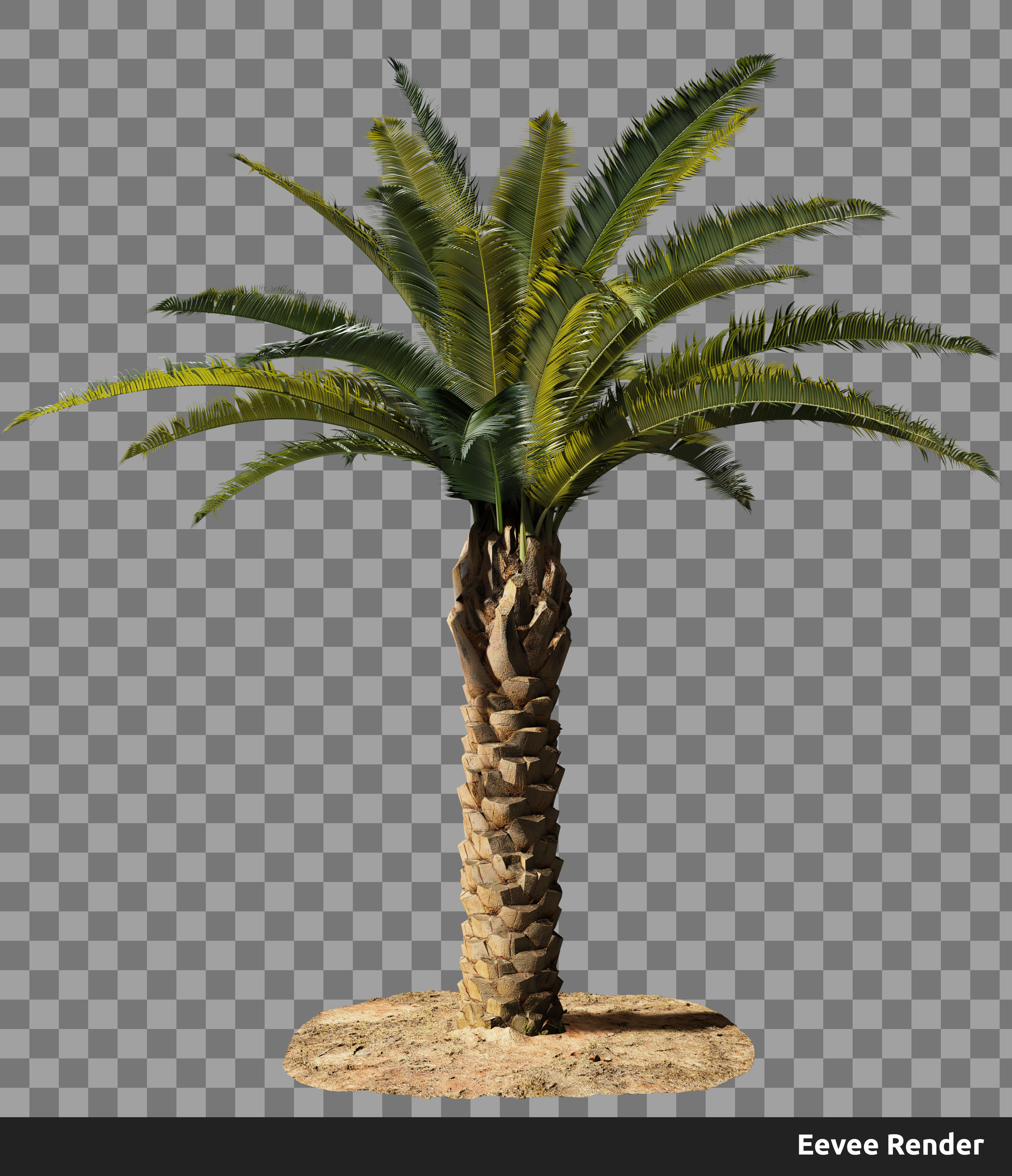 Phoenix Palm tree - variant01 - photoscan Low-poly 3D model_5