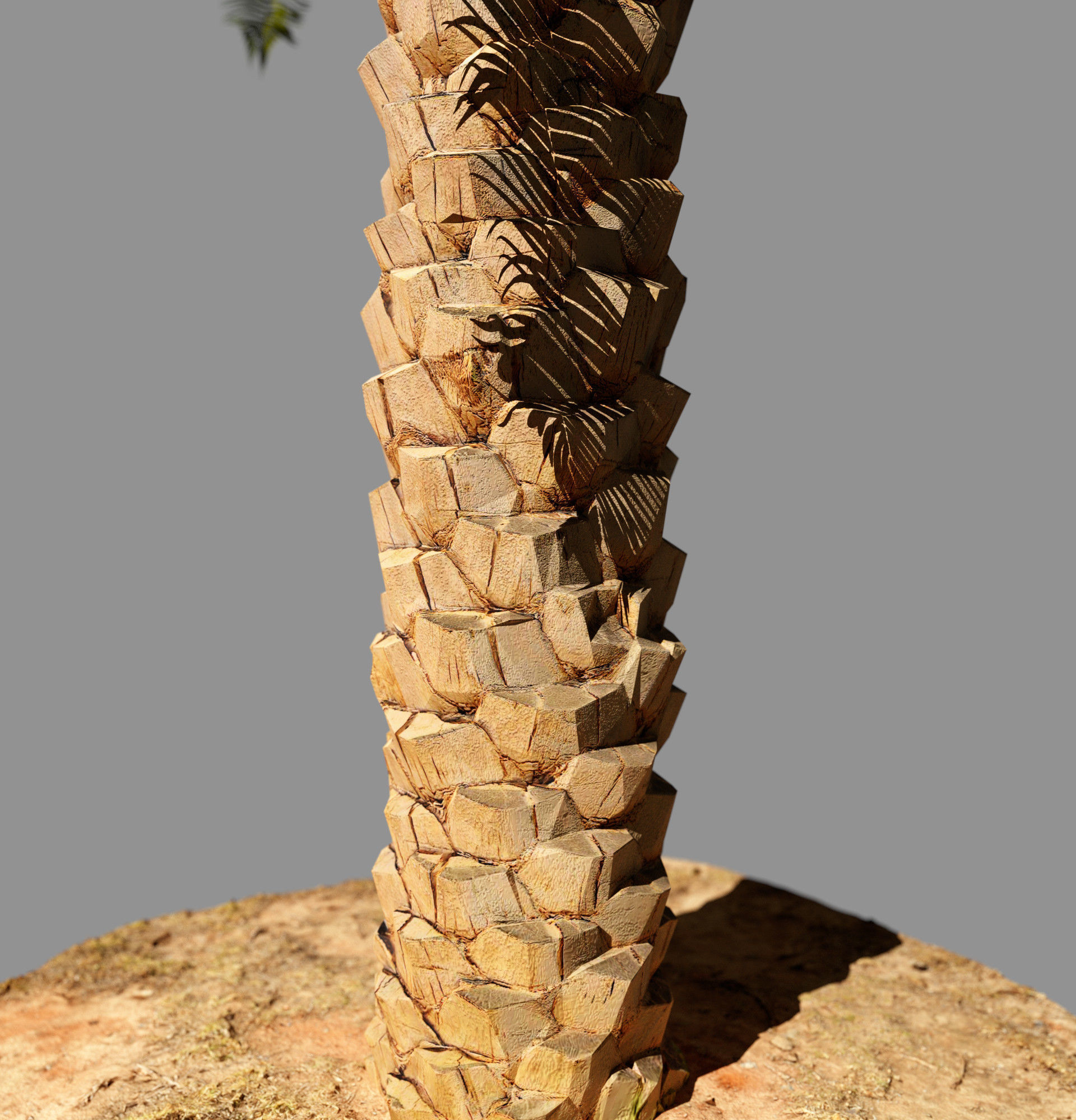 Phoenix Palm tree - variant01 - photoscan Low-poly 3D model_4