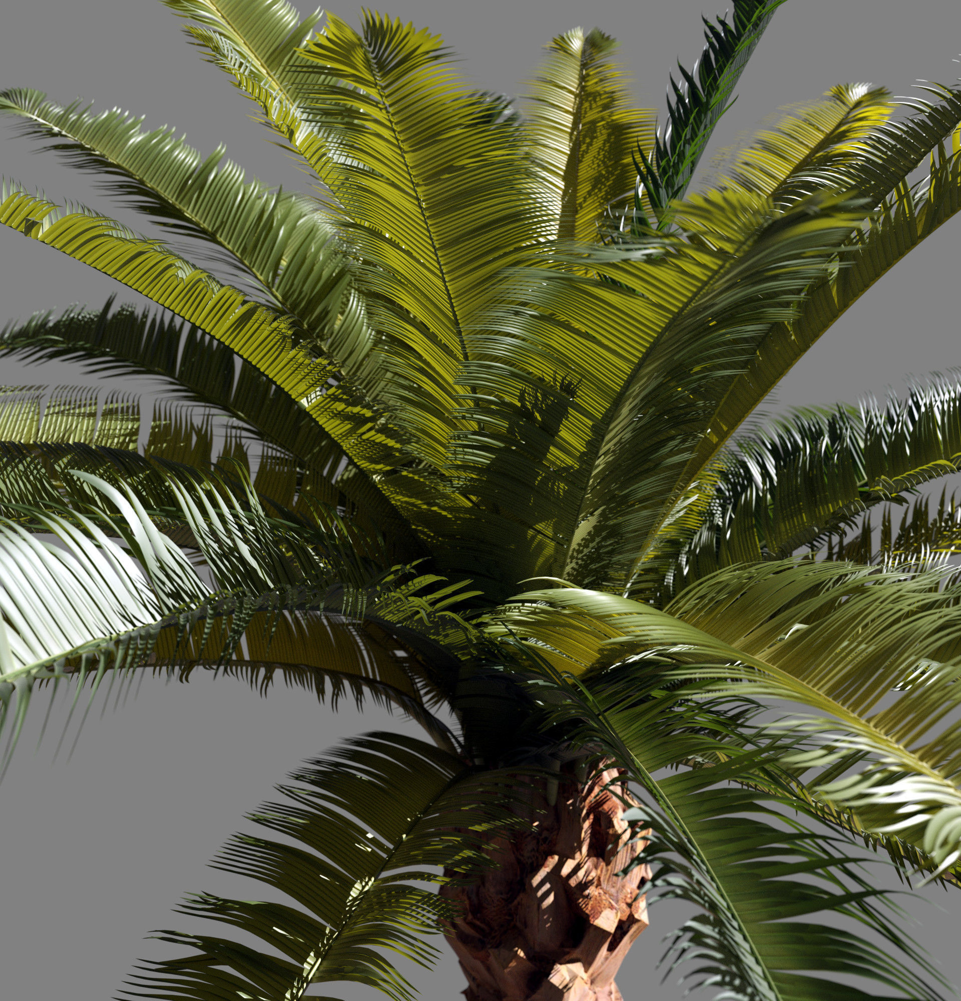 Phoenix Palm tree - variant01 - photoscan Low-poly 3D model_3