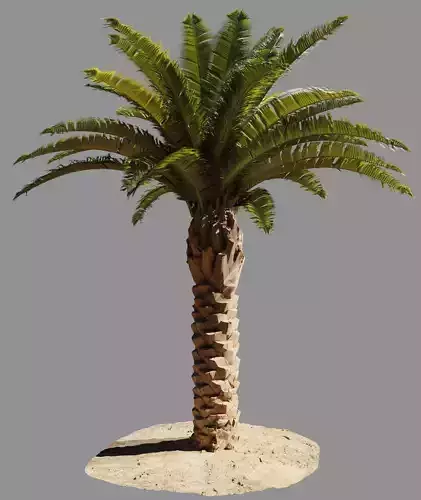 Phoenix Palm tree - variant01 - photoscan Low-poly 3D model