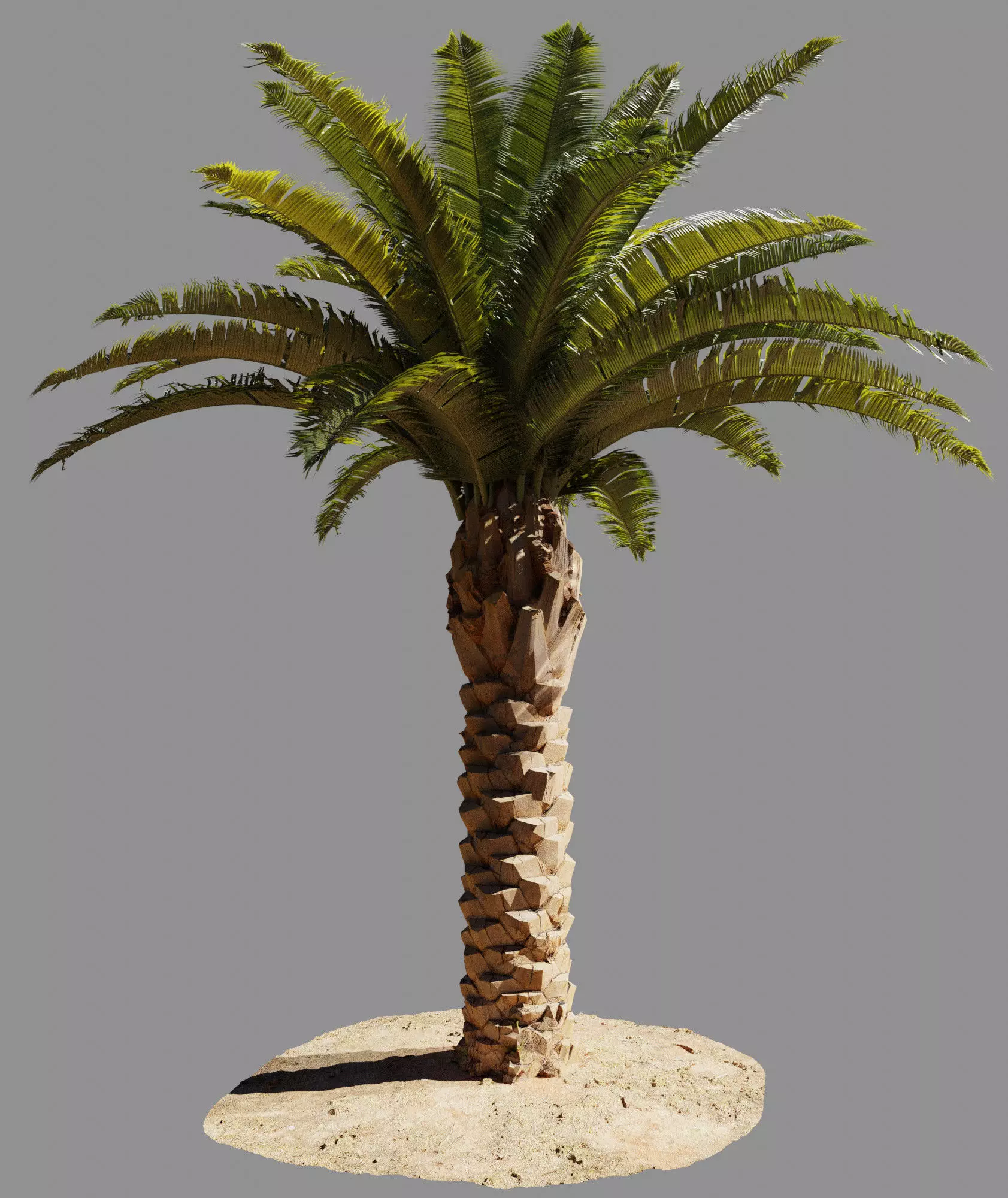 Phoenix Palm tree - variant01 - photoscan Low-poly 3D model_0