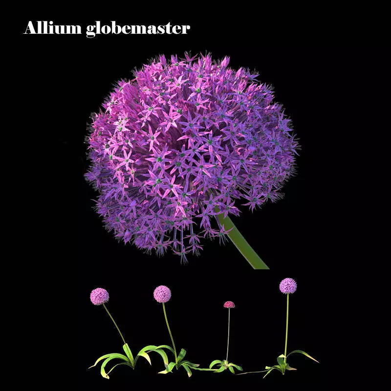 Allium globemaster plant 3D model_0