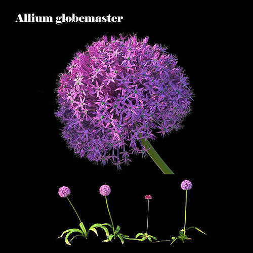 Allium globemaster plant 3D model