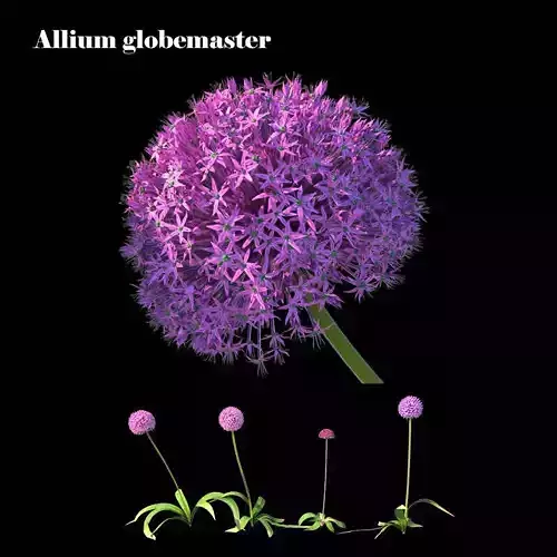 Allium globemaster plant