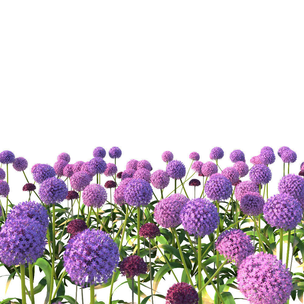 Allium globemaster plant 3D model_2
