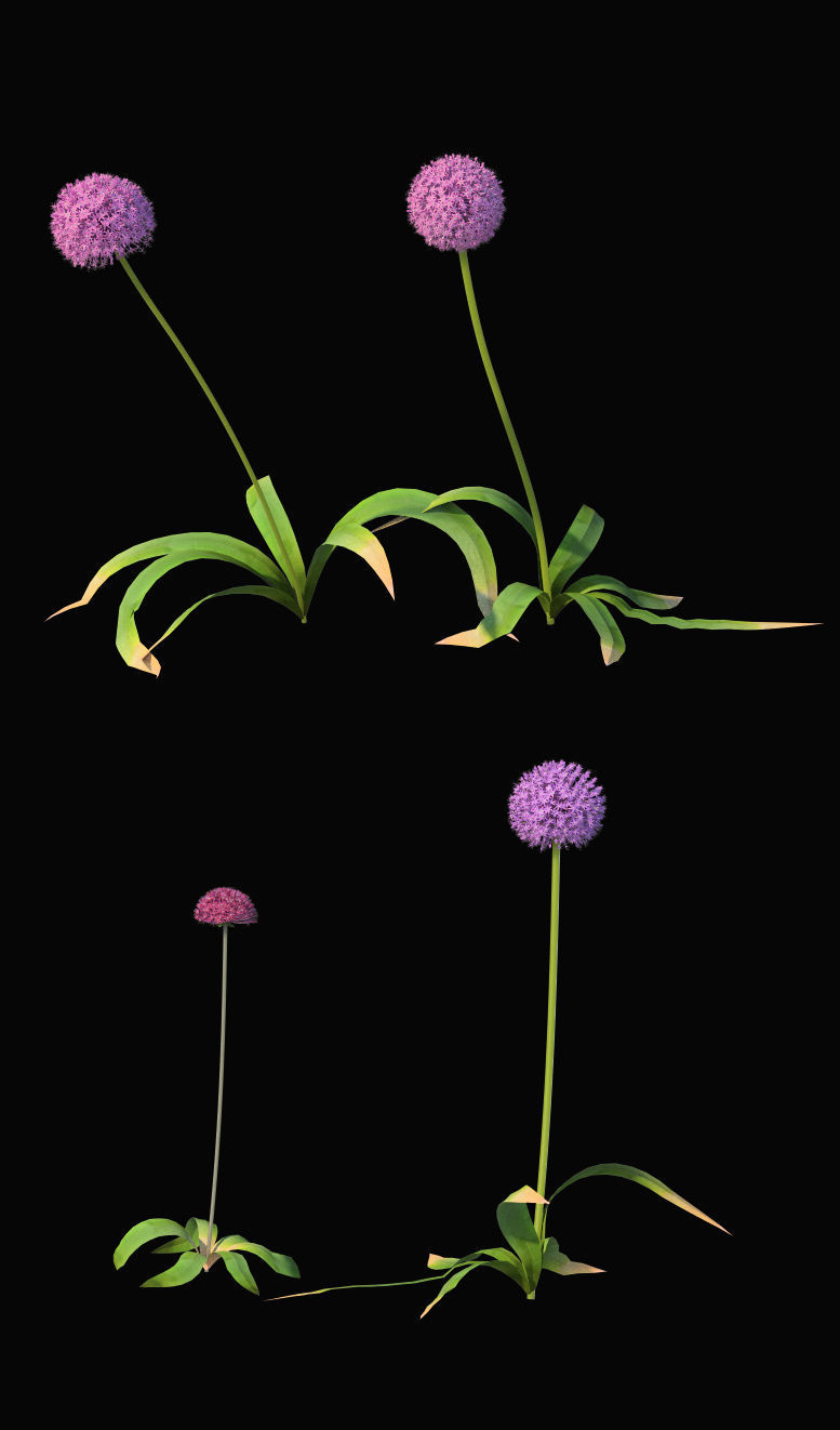 Allium globemaster plant 3D model_1