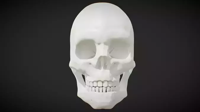 High Poly Anatomical Human Male Skull