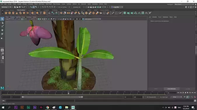 Bananatree plant
