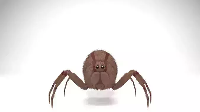 Spider - Arana 3D model