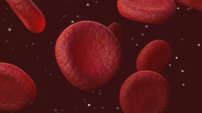 3D Red Blood Cells  3D model