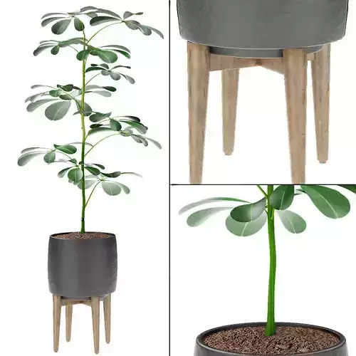 Plant in Pot Flowerpot Exotic Plant