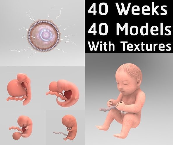 Fetus Human embryo 3D model 40 weeks Low-poly 3D model