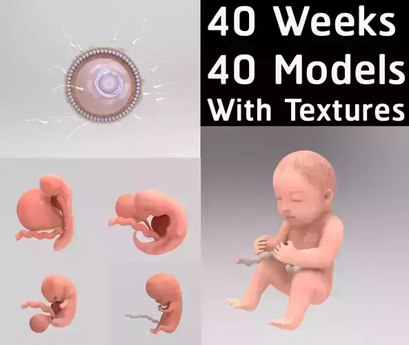 Fetus Human embryo 3D model 40 weeks Low-poly 3D model