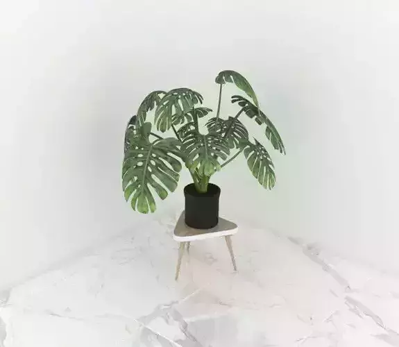 plant monstera
