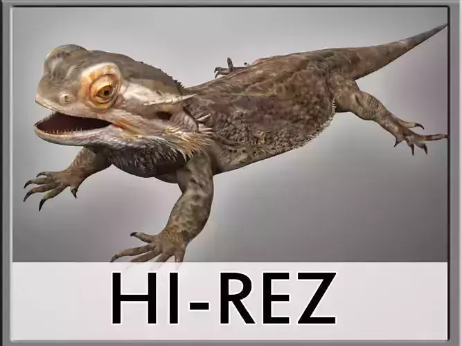 Bearded Dragon Lizard Pet