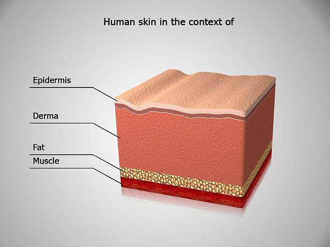 Human skin in the cut 3D model
