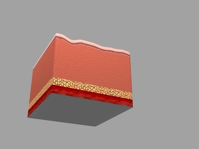 Human skin in the cut 3D model_3