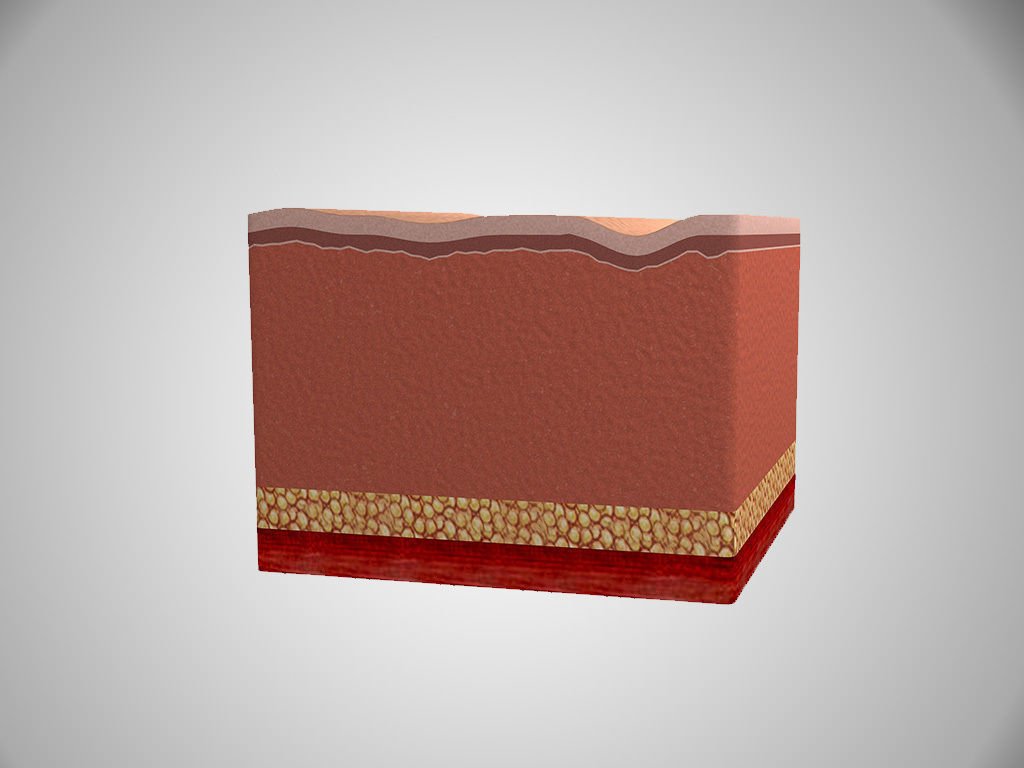 Human skin in the cut 3D model_1