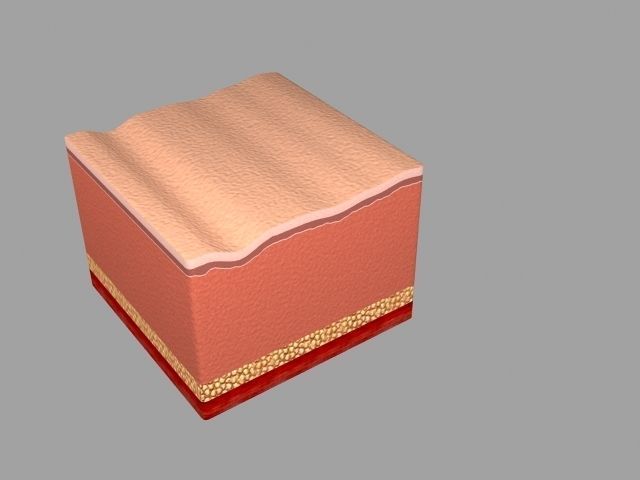 Human skin in the cut 3D model_2