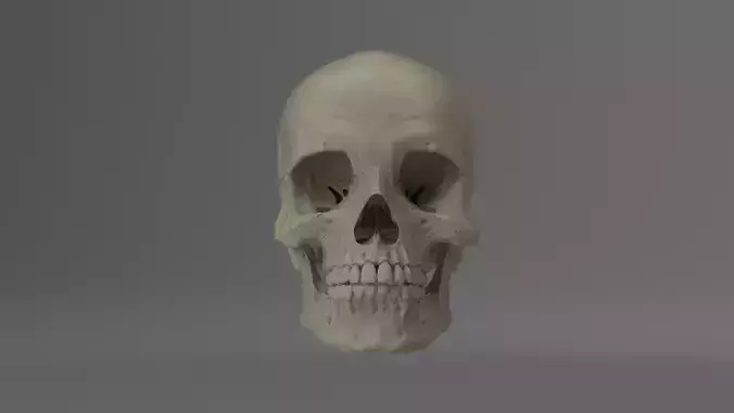 Skull human
