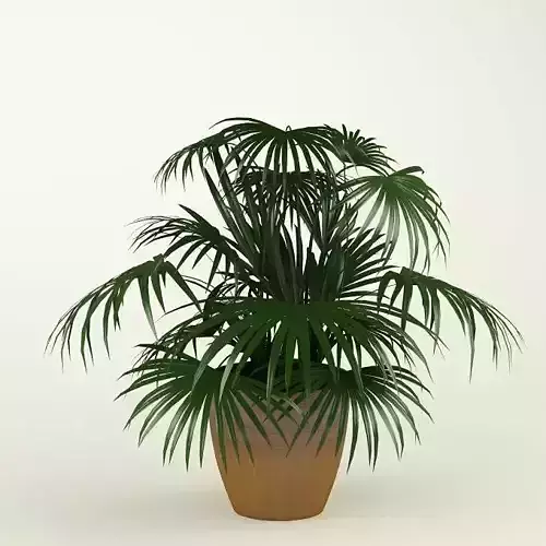 Plant 54