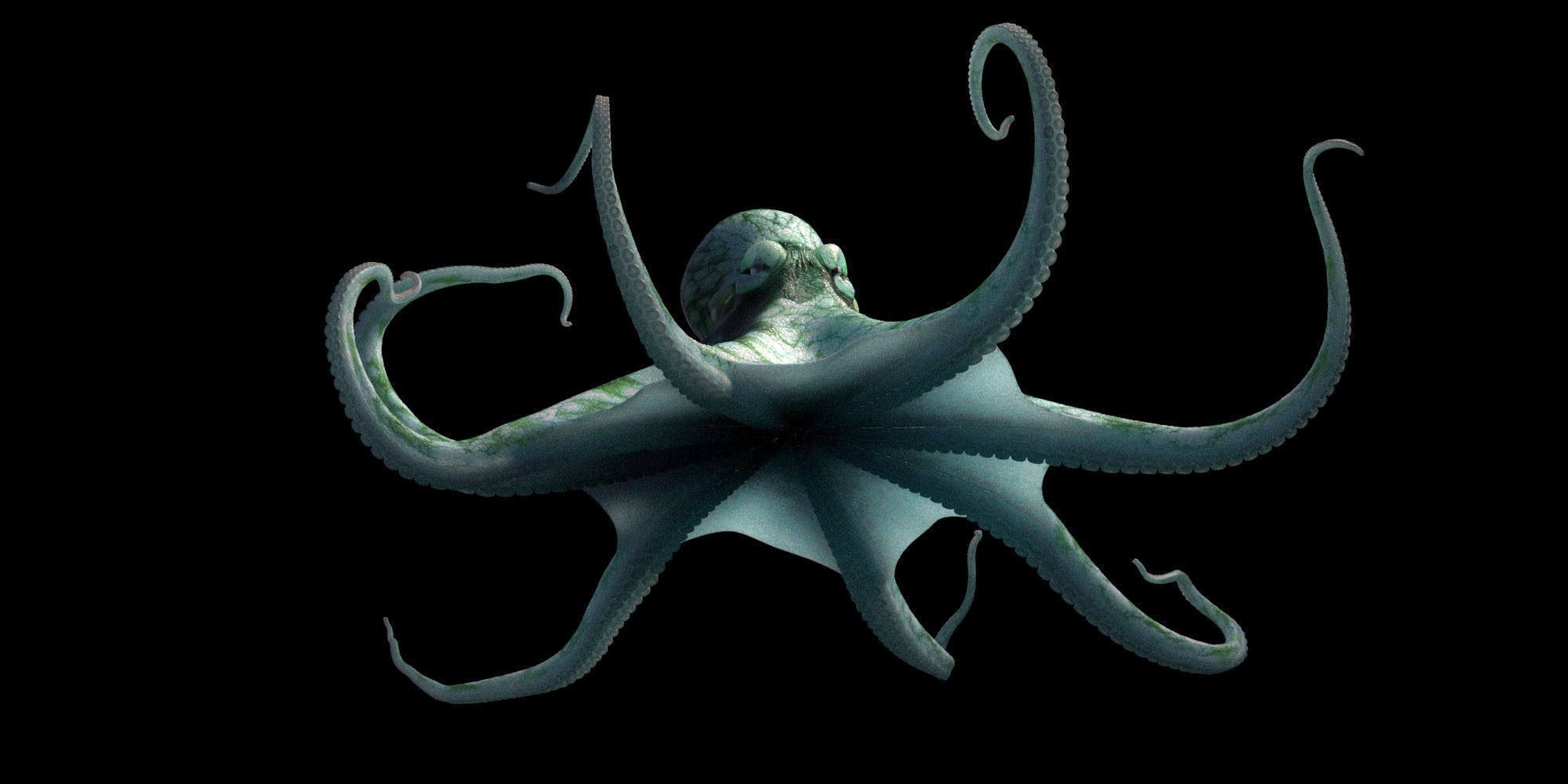Octopus Caribbean Reef 3D model_6