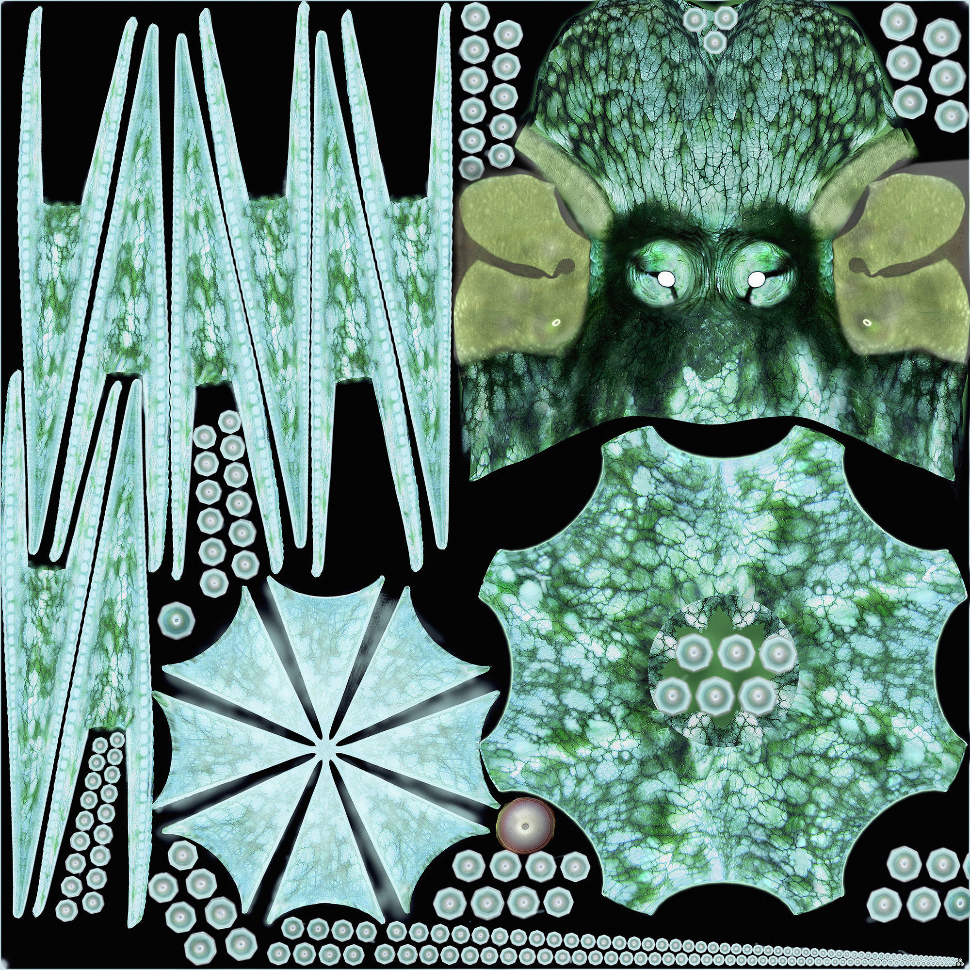 Octopus Caribbean Reef 3D model_11