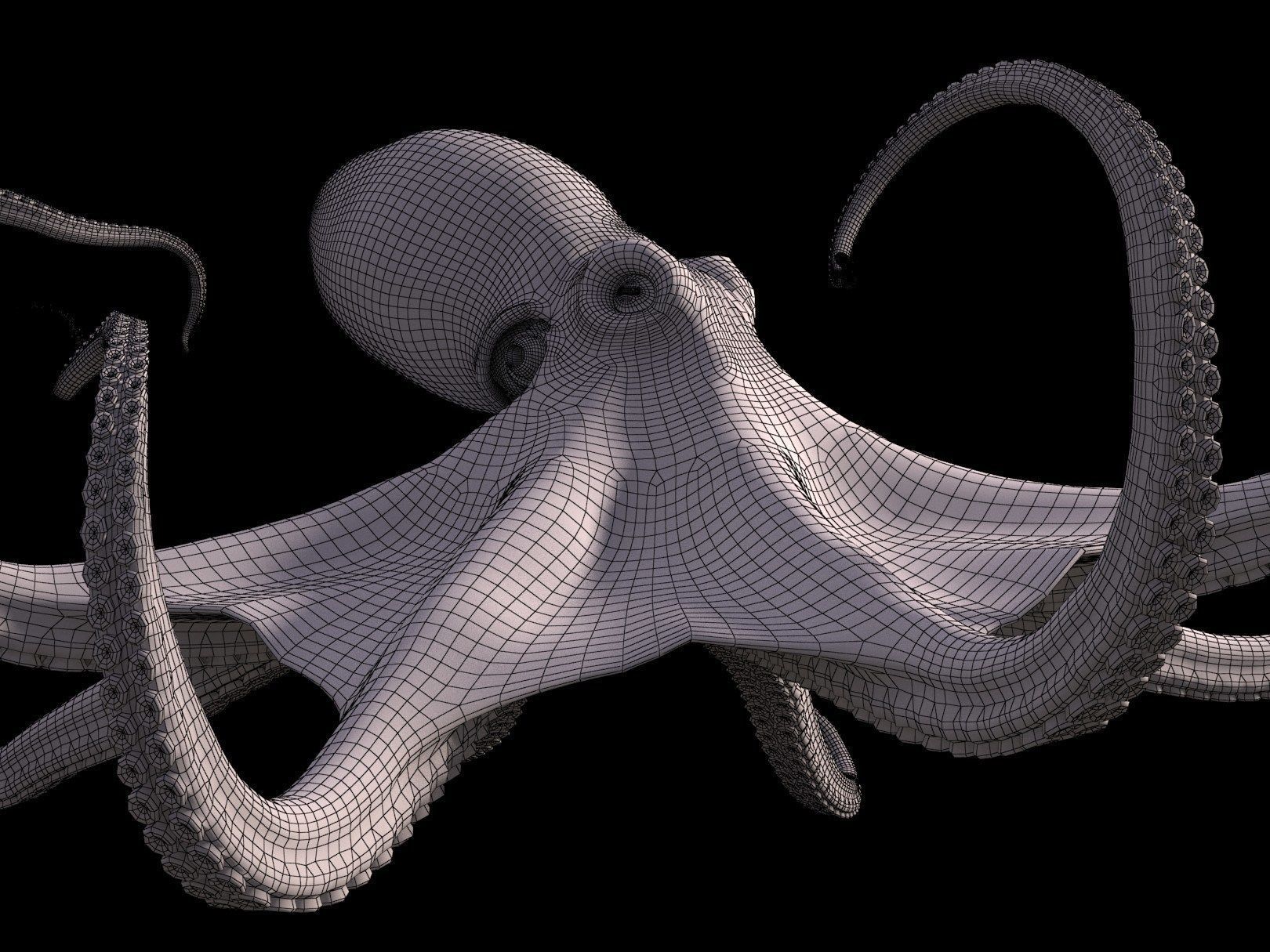 Octopus Caribbean Reef 3D model_8