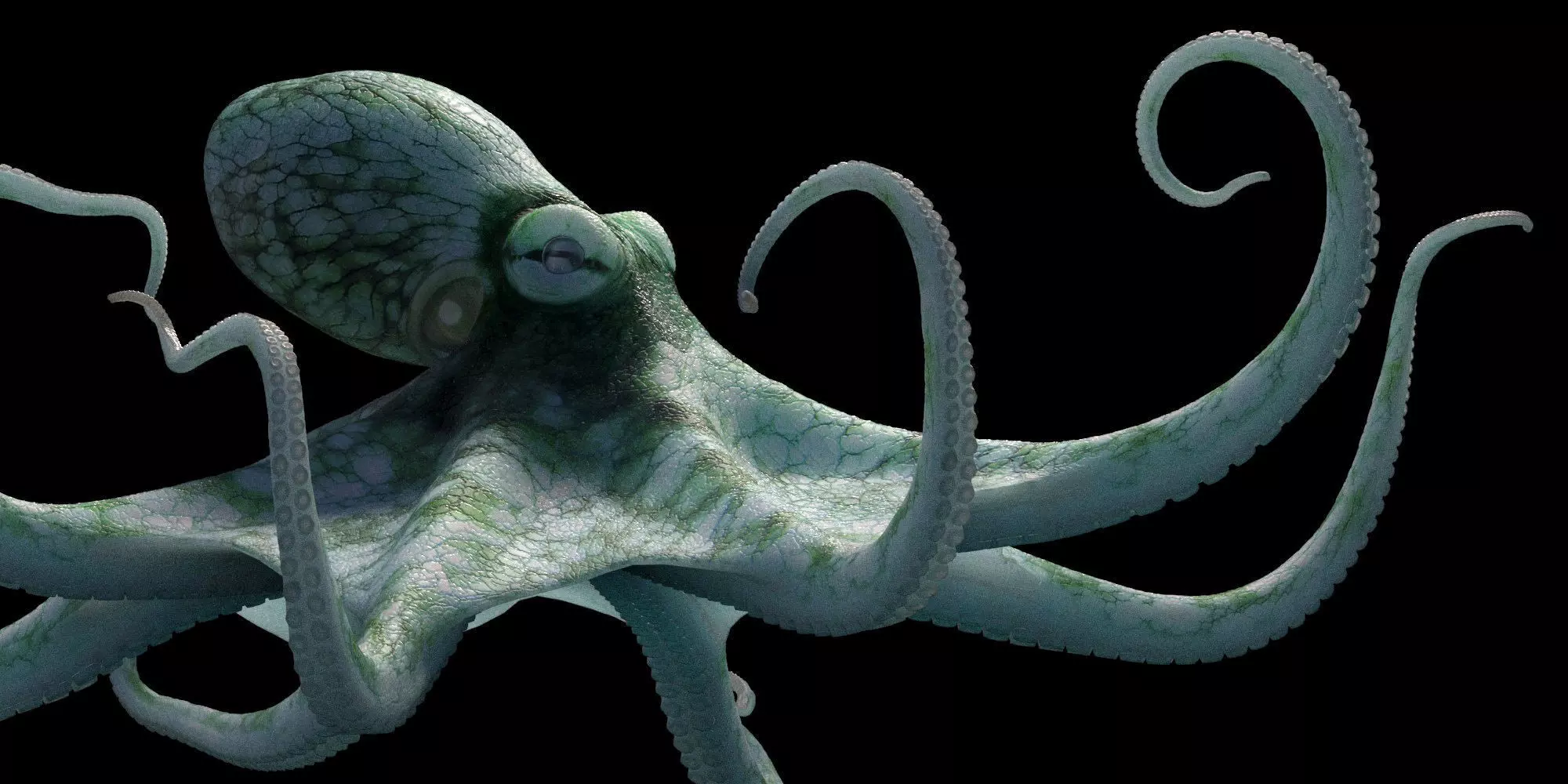 Octopus Caribbean Reef 3D model_0