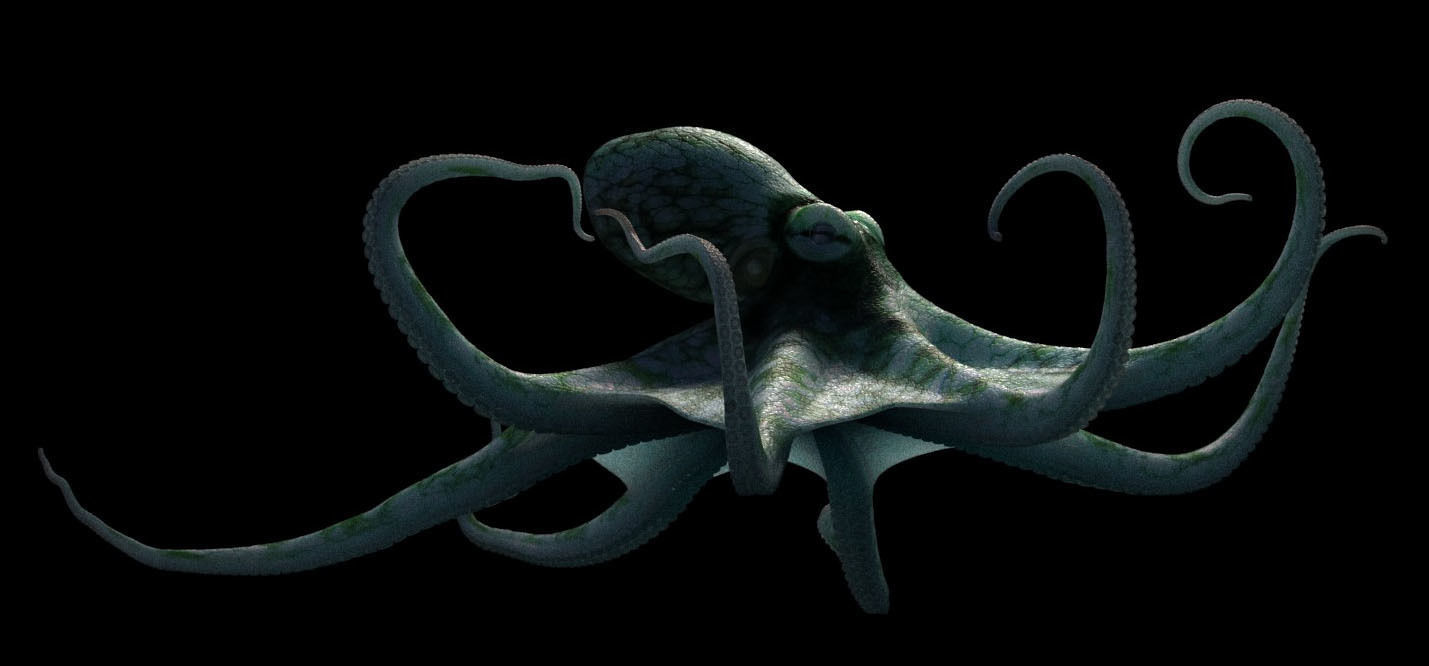 Octopus Caribbean Reef 3D model_12